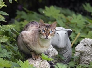 Chat Chausie